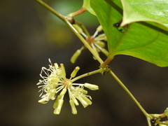 Smilax ovalifolia