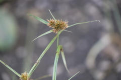 Cyperus sanguinolentus