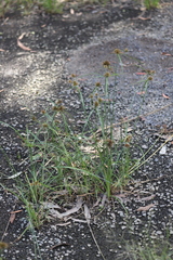 Cyperus sanguinolentus