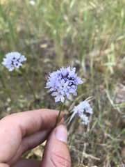 Gilia capitata abrotanifolia