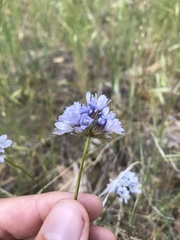 Gilia capitata abrotanifolia