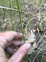 Gilia capitata abrotanifolia