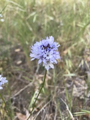 Gilia capitata abrotanifolia