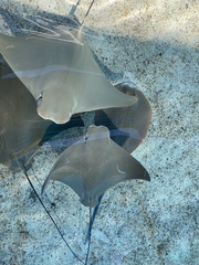Rhinoptera