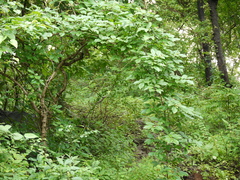 Embelia tsjeriam-cottam