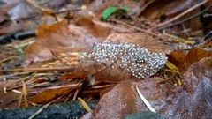 Didymium squamulosum