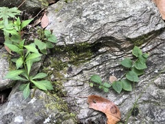 Veronicastrum loshanense