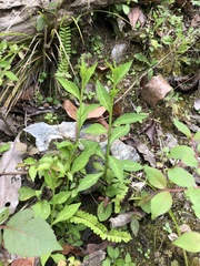 Veronicastrum loshanense