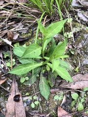 Veronicastrum loshanense