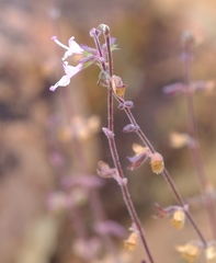 Syncolostemon canescens