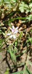 Erodium moschatum