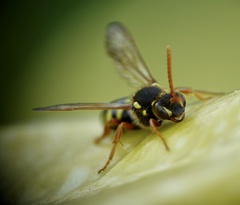 Nomada goodeniana