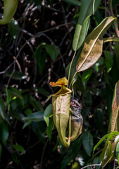 Nepenthes