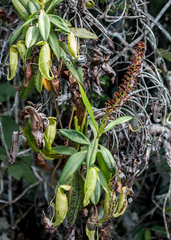 Nepenthes