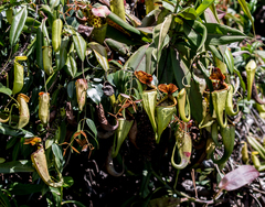 Nepenthes