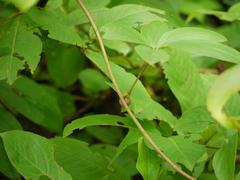Dioscorea pentaphylla
