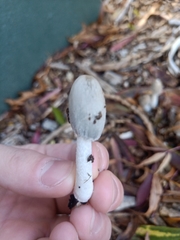 Coprinopsis lagopus