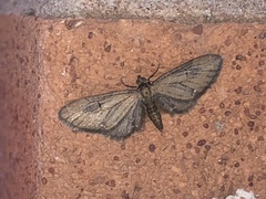 Eupithecia vulgata