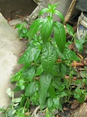 Rauvolfia serpentina