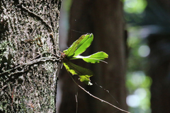 Rhinerrhiza divitiflora