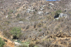 Ficus petiolaris palmeri