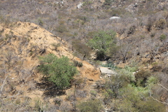 Ficus petiolaris palmeri
