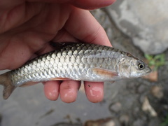 Spinibarbus hollandi