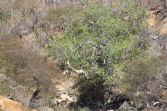 Ficus petiolaris palmeri