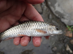 Spinibarbus hollandi