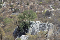 Ficus petiolaris palmeri