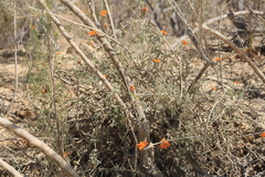 Adenophyllum speciosum