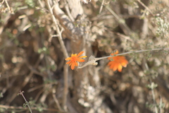 Adenophyllum speciosum