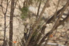 Adenophyllum speciosum