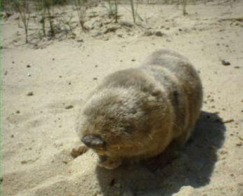 Sandy Blind Mole Rat