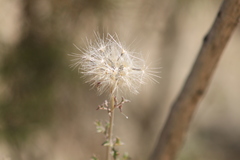 Adenophyllum speciosum