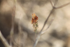 Adenophyllum speciosum