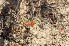 Adenophyllum speciosum