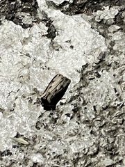 Agrotis malefida