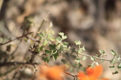 Adenophyllum speciosum