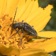 Brachysomida californica