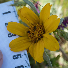 Balsamorhiza macrolepis