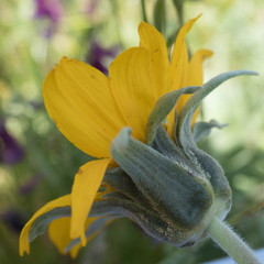 Balsamorhiza macrolepis
