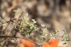 Adenophyllum speciosum