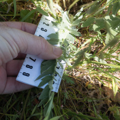 Balsamorhiza macrolepis