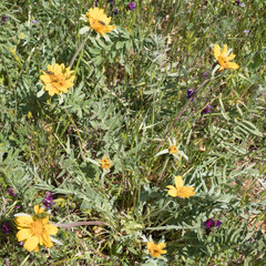 Balsamorhiza macrolepis