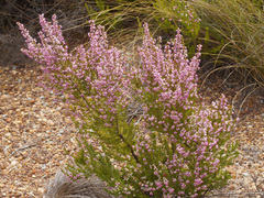 Erica lavandulifolia
