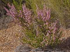 Erica lavandulifolia