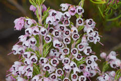 Erica lavandulifolia