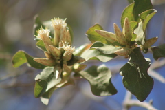 Nahuatlea arborescens