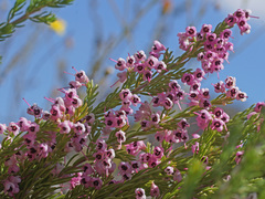 Erica lavandulifolia